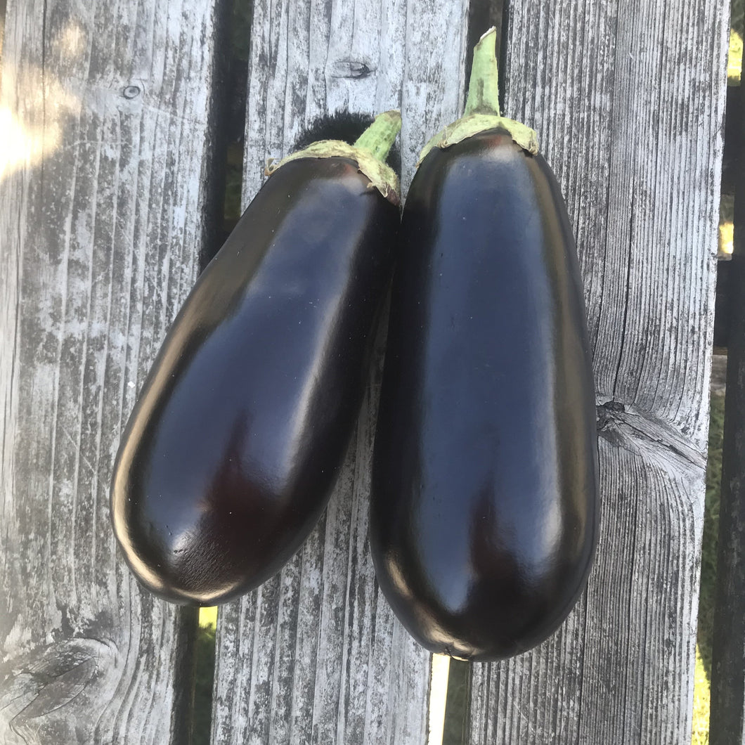 Aubergine