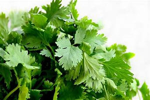 Coriander - Fresh