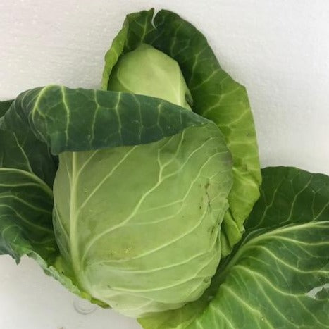 Hispi Cabbage (Sweetheart)