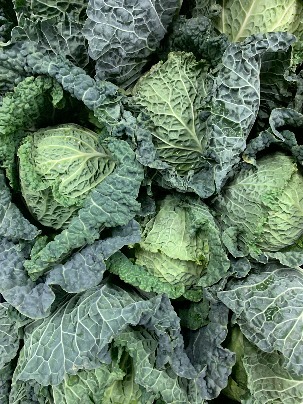 Savoy Cabbage