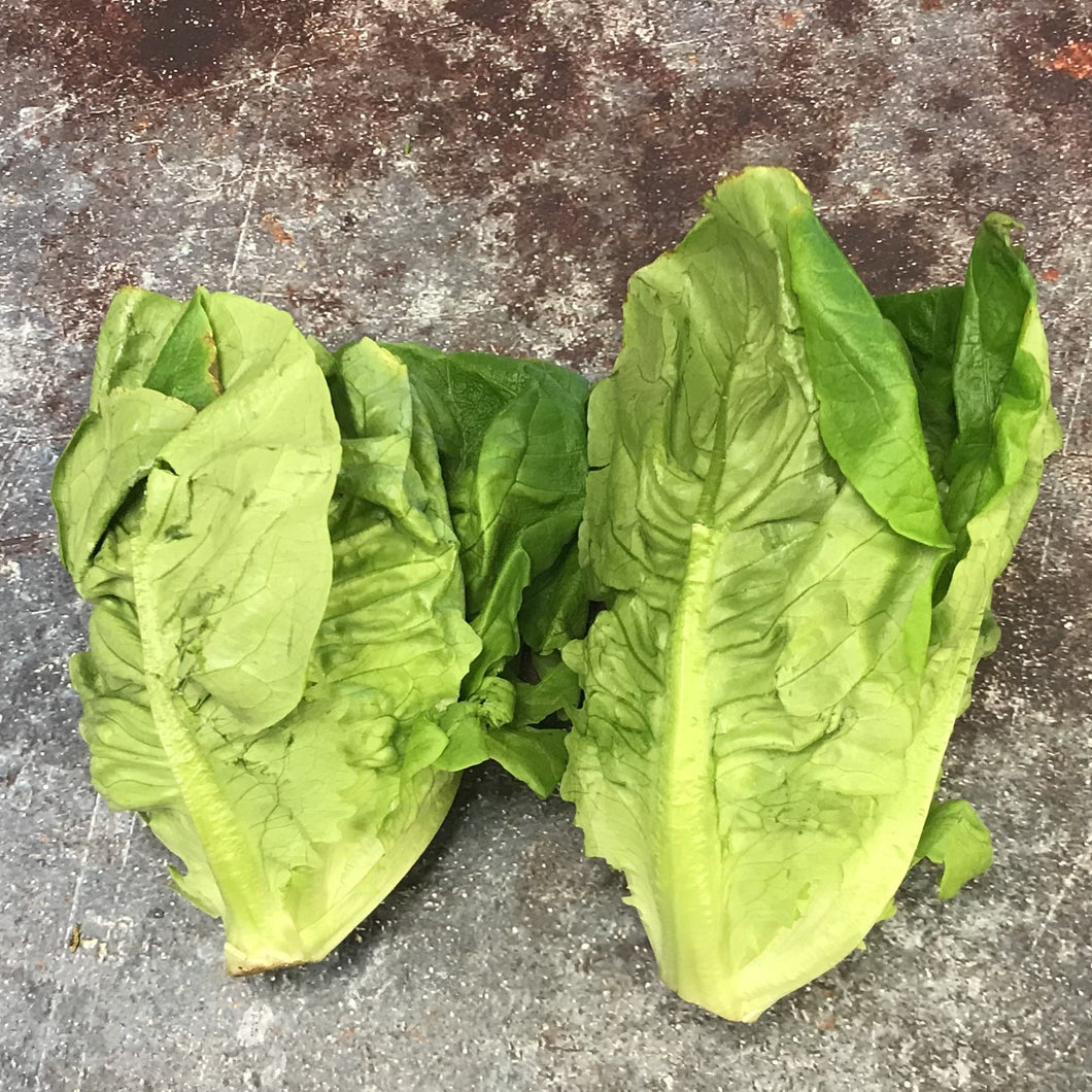 Little Gem Lettuce Pack