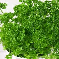 Parsley - Fresh